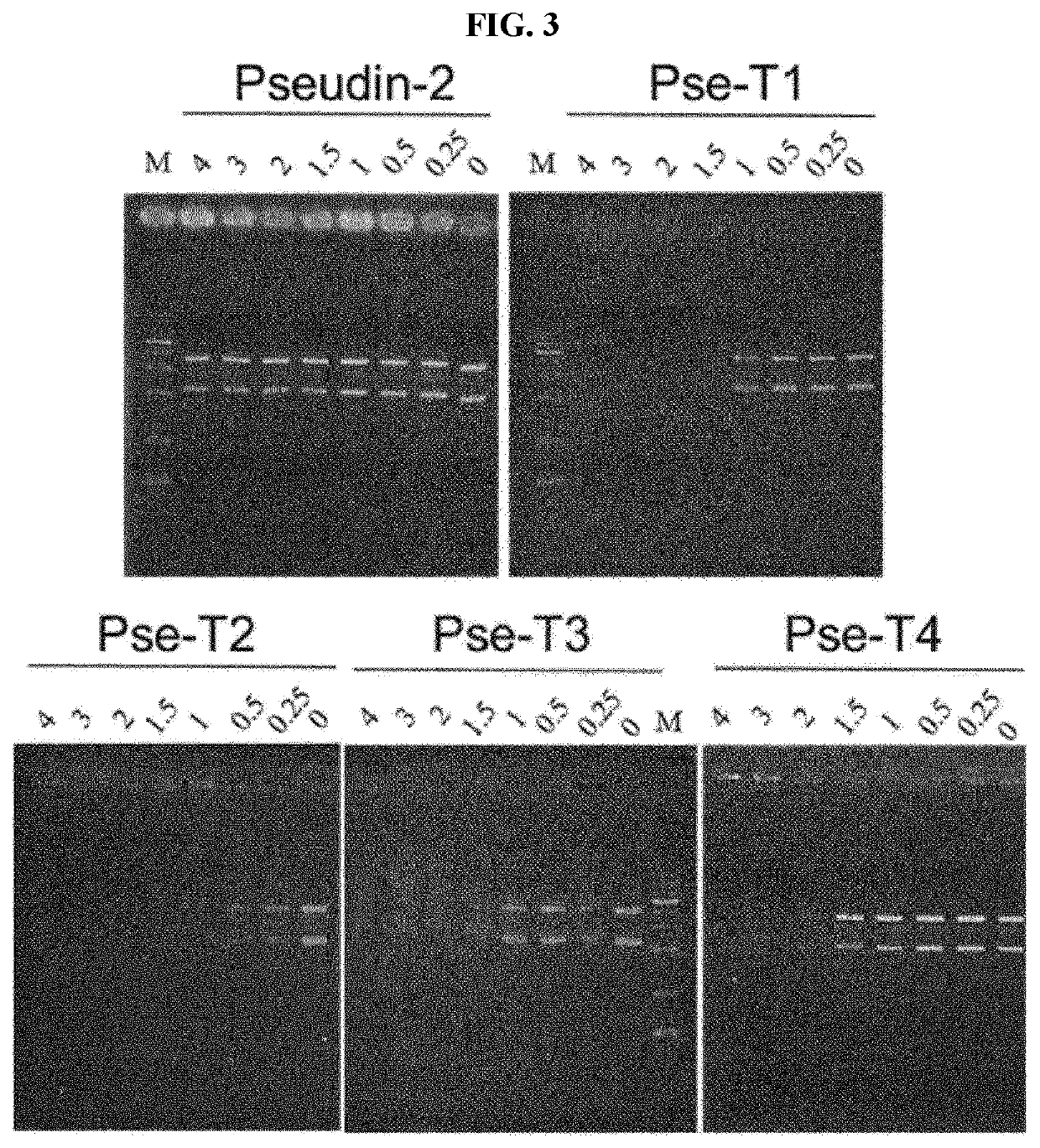 Novel antimicrobial peptide derived from pseudin-2 peptide and uses thereof