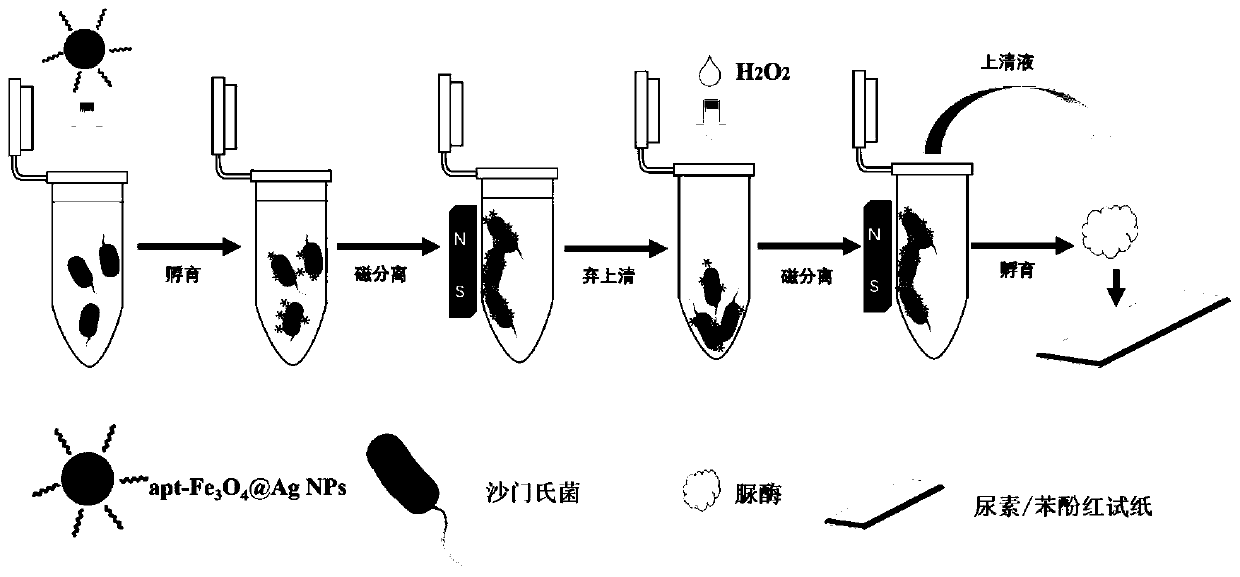 Kit for detecting salmonella typhimurium and preparation method thereof