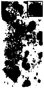 Nanocarrier and preparation method for co-delivery of drugs and genes based on oligonucleotides