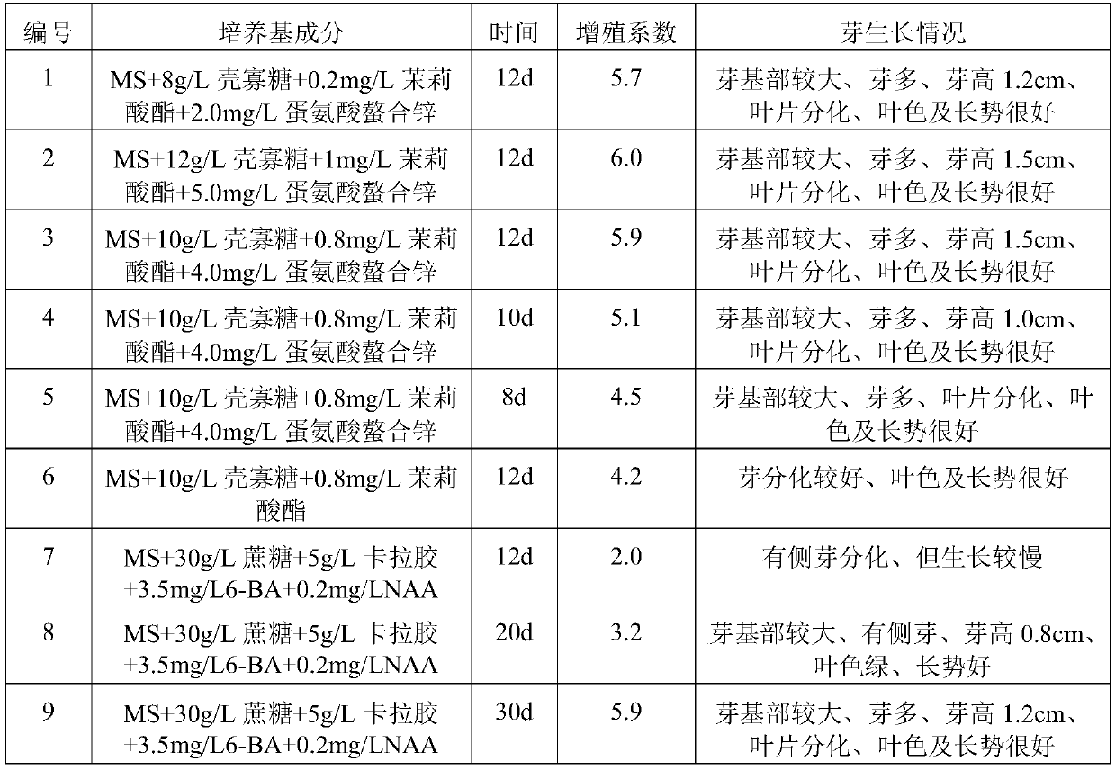 Seedling cultivation method of radermachera sinica