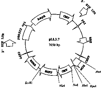 Lentiviral vector for expressing lncRNA (long noncoding ribonucleic acid) and application thereof