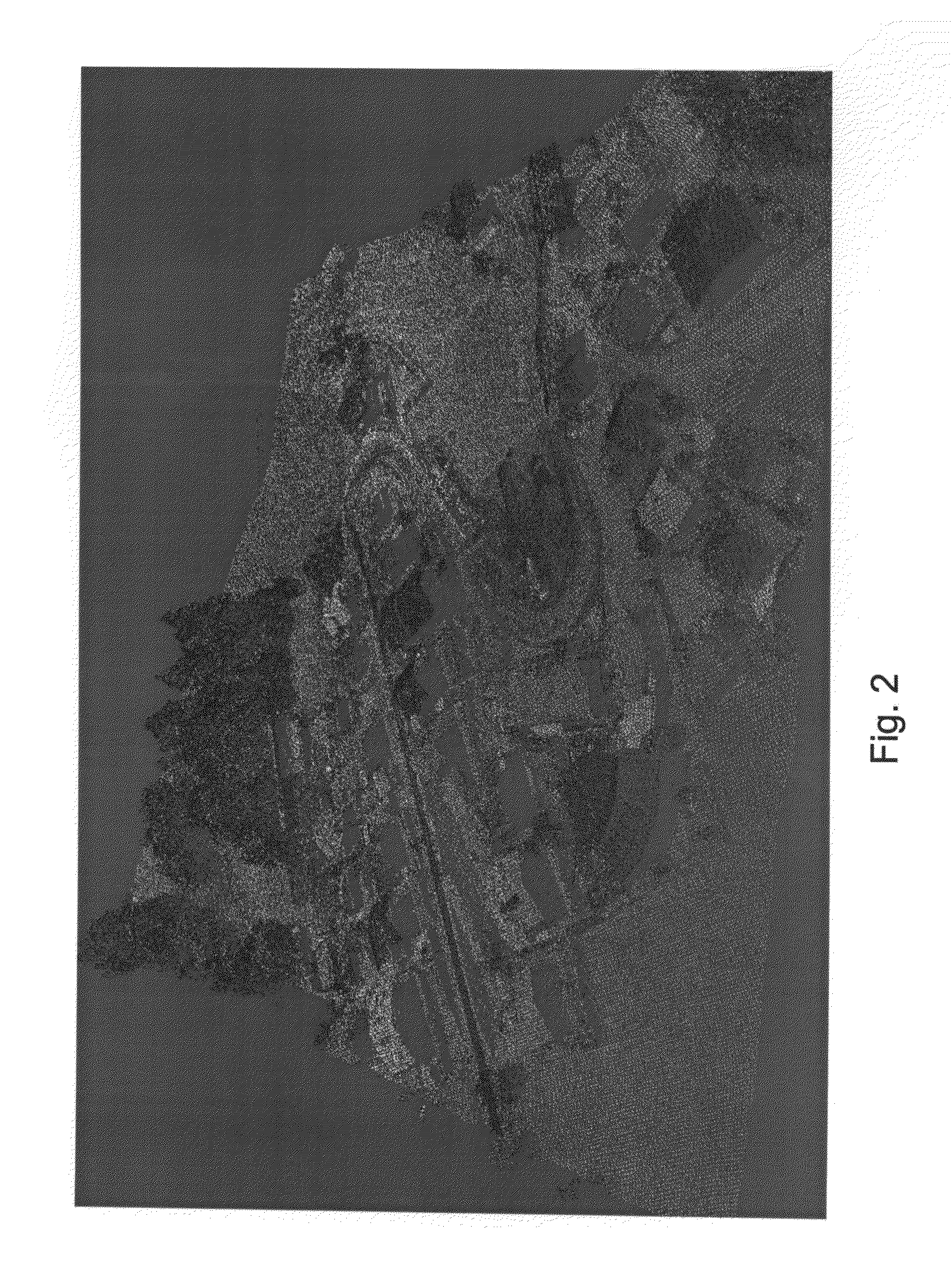 Apparatus and method for automatic airborne LiDAR data processing and mapping using data obtained thereby