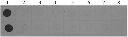 Hybridoma Cell Line Secreting Monoclonal Antibody Against Southern Bean Mosaic Virus and Application of Monoclonal Antibody