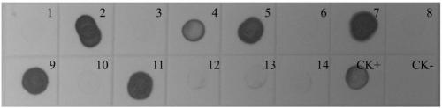 Hybridoma Cell Line Secreting Monoclonal Antibody Against Southern Bean Mosaic Virus and Application of Monoclonal Antibody