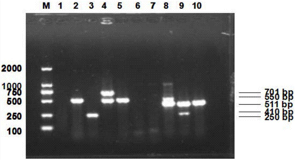 Dual PCR primer, detection method and kit for detecting porcine circovirus type 2 and circovirus type 3