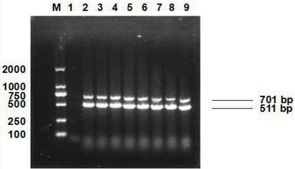 Dual PCR primer, detection method and kit for detecting porcine circovirus type 2 and circovirus type 3