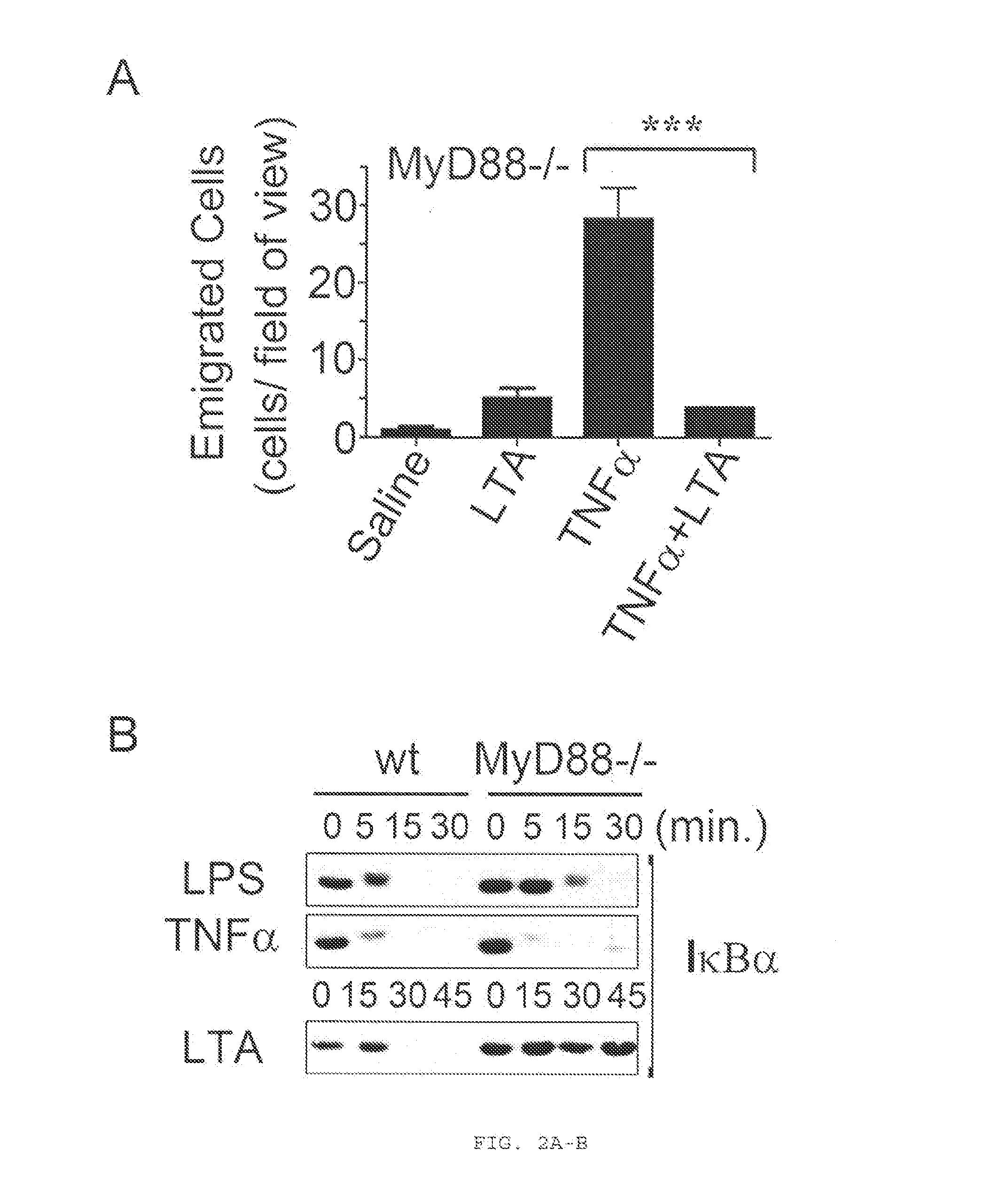 Modified toll-like receptor 2 (TLR2) ligands as inhibitors of neutrophil recruitment