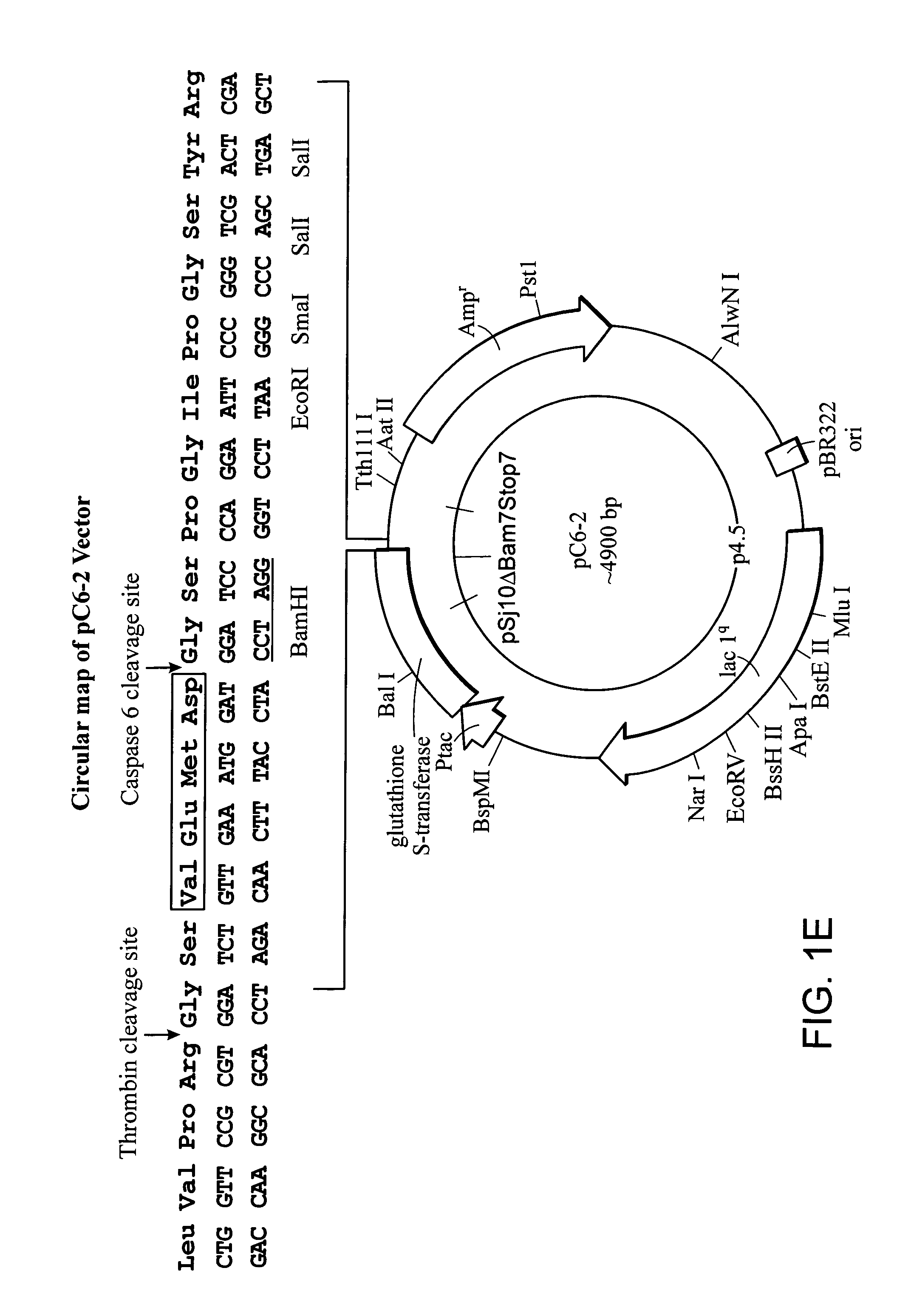 Protein expression system