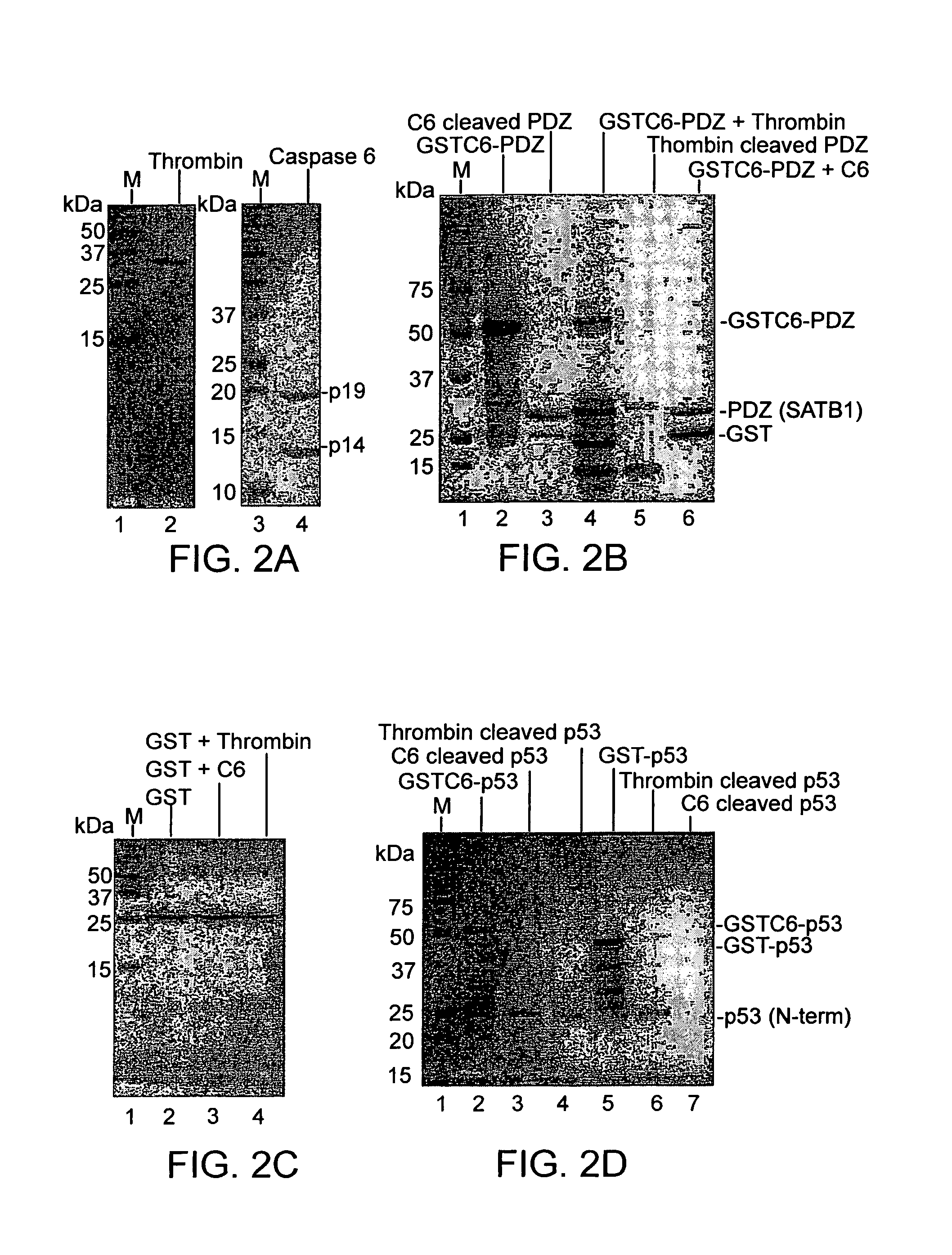 Protein expression system