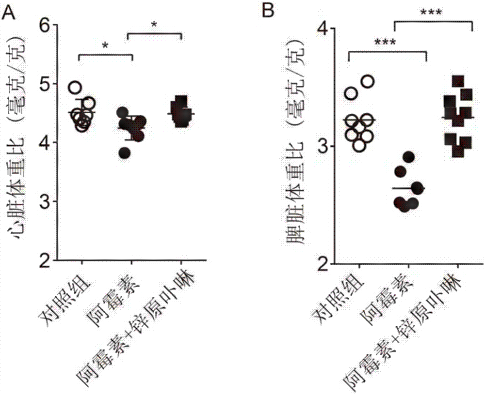 Application of HO (Heme Oxygenase)-1 inhibitor in preparing medicine for inhibiting doxorubicin-induced cardiotoxicity