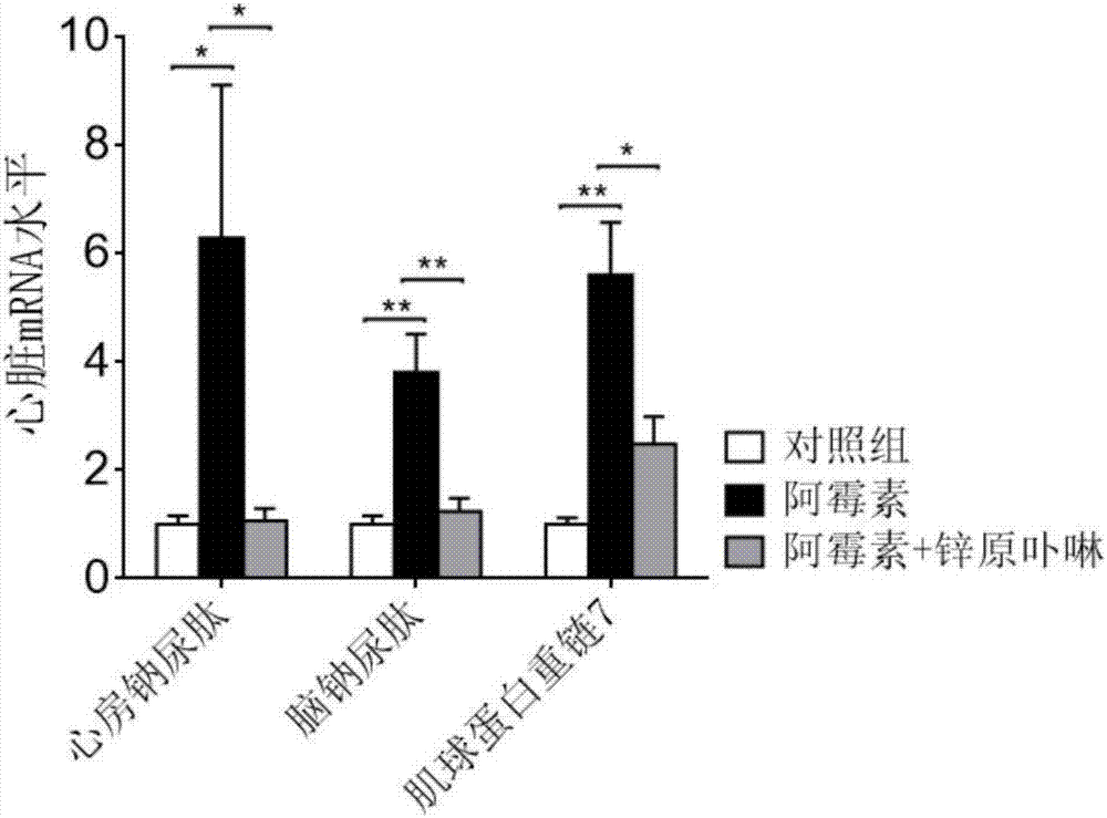 Application of HO (Heme Oxygenase)-1 inhibitor in preparing medicine for inhibiting doxorubicin-induced cardiotoxicity