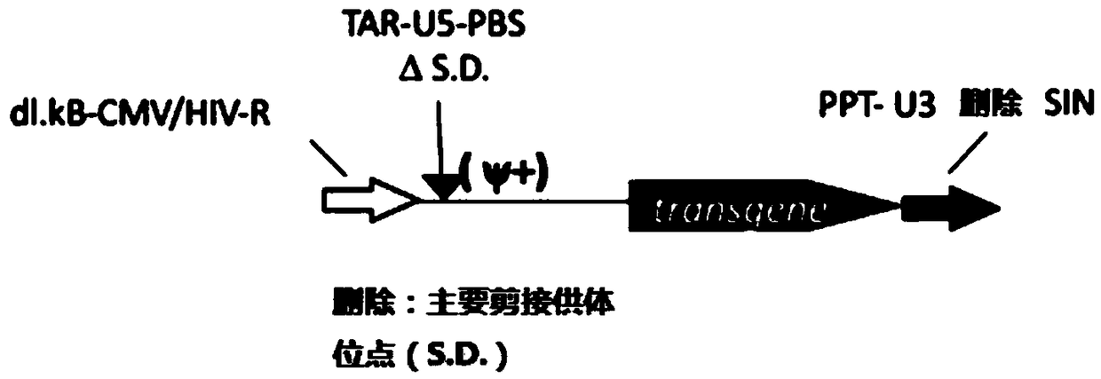 MLD (metachromatic leukodystrophy) lentiviral vector, lentivirus and preparation method and application thereof