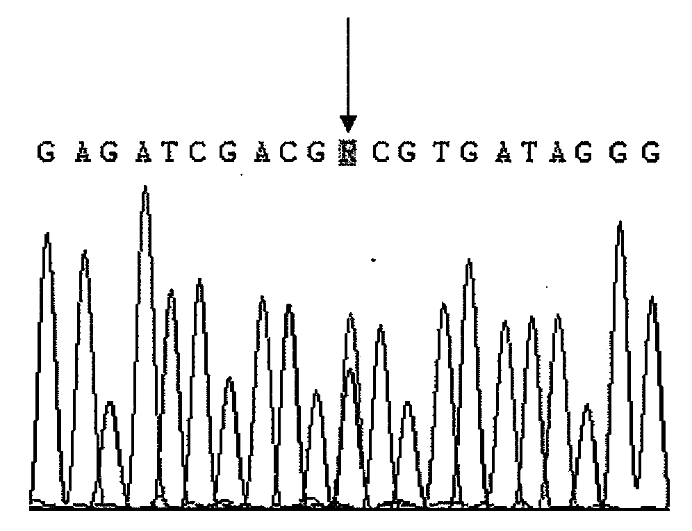 CYP2D6 gene segment containing 3181A&gt;G mutation, coded protein fragment thereby and applications thereof