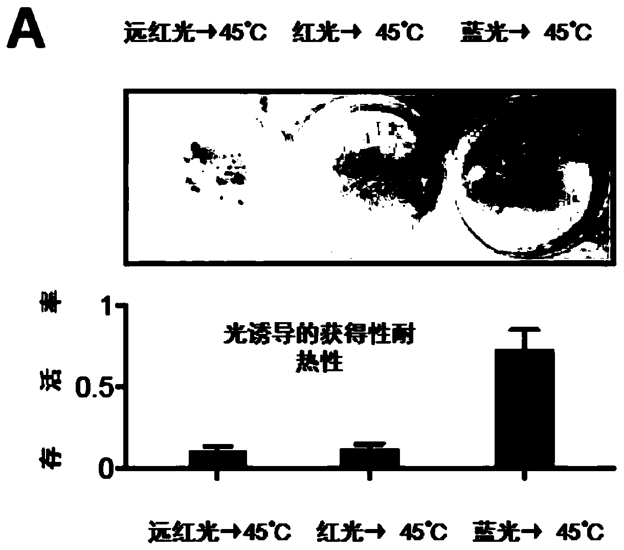 Heat-resisting gene CRY1 and application thereof, microzyme and preparation method and application of microzyme