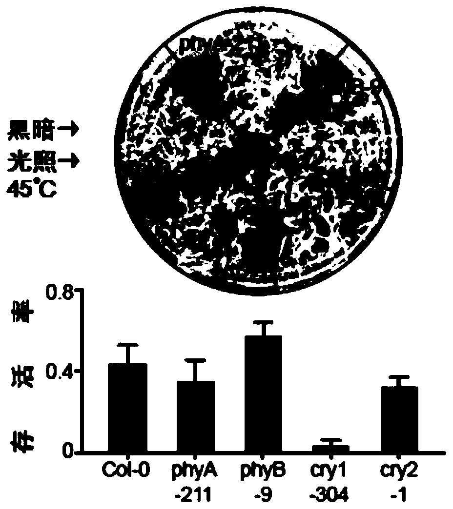 Heat-resisting gene CRY1 and application thereof, microzyme and preparation method and application of microzyme