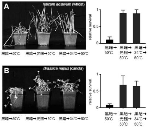 Heat-resisting gene CRY1 and application thereof, microzyme and preparation method and application of microzyme