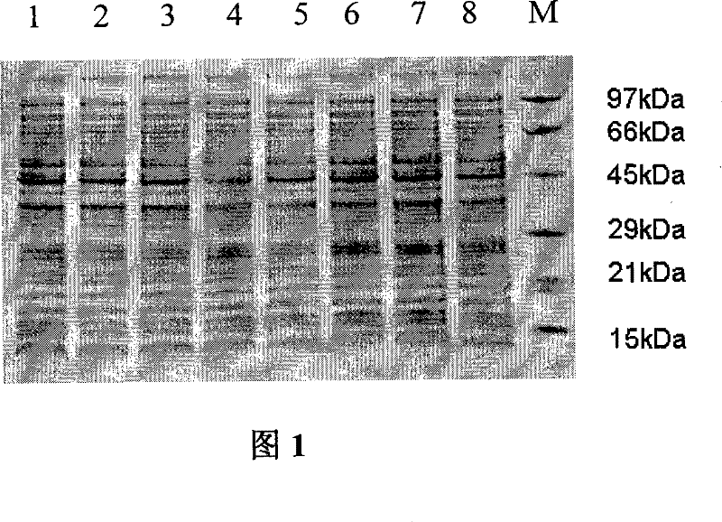 Enterorrhagia colibacillus 0157:H7 Shiga toxin 2A1 subunit active segment Stx2a1 recombination protein, expression method and application