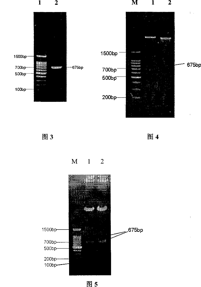 Enterorrhagia colibacillus 0157:H7 Shiga toxin 2A1 subunit active segment Stx2a1 recombination protein, expression method and application