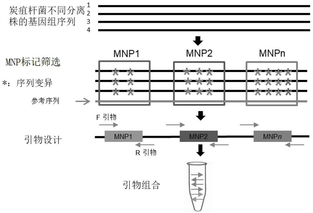 MNP marker site of bacillus anthracis, primer composition, kit and application of MNP marker site