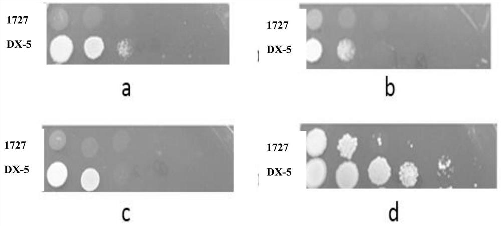 A kind of acetic acid and xylose co-utilization Kluyveromyces marx strain and screening method