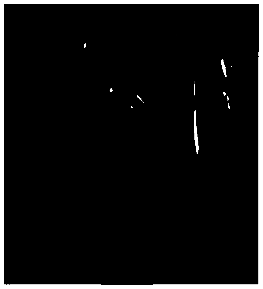 Method for obtaining aseptic tissue culture seedlings of carex