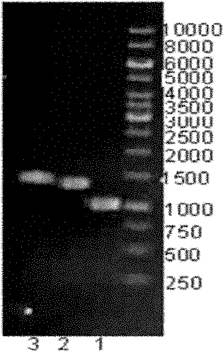 Method for synthesizing human milk fucosylation oligosaccharide by using genetic engineering strain through coupling and fermenting