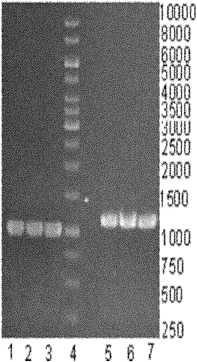 Method for synthesizing human milk fucosylation oligosaccharide by using genetic engineering strain through coupling and fermenting