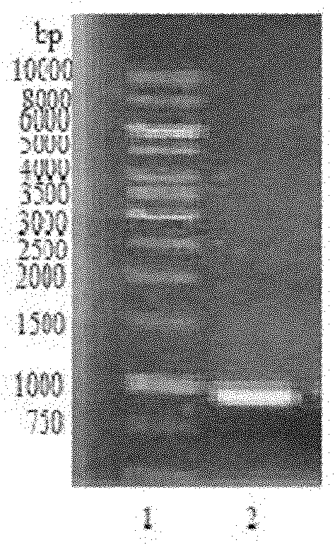 Method for synthesizing human milk fucosylation oligosaccharide by using genetic engineering strain through coupling and fermenting