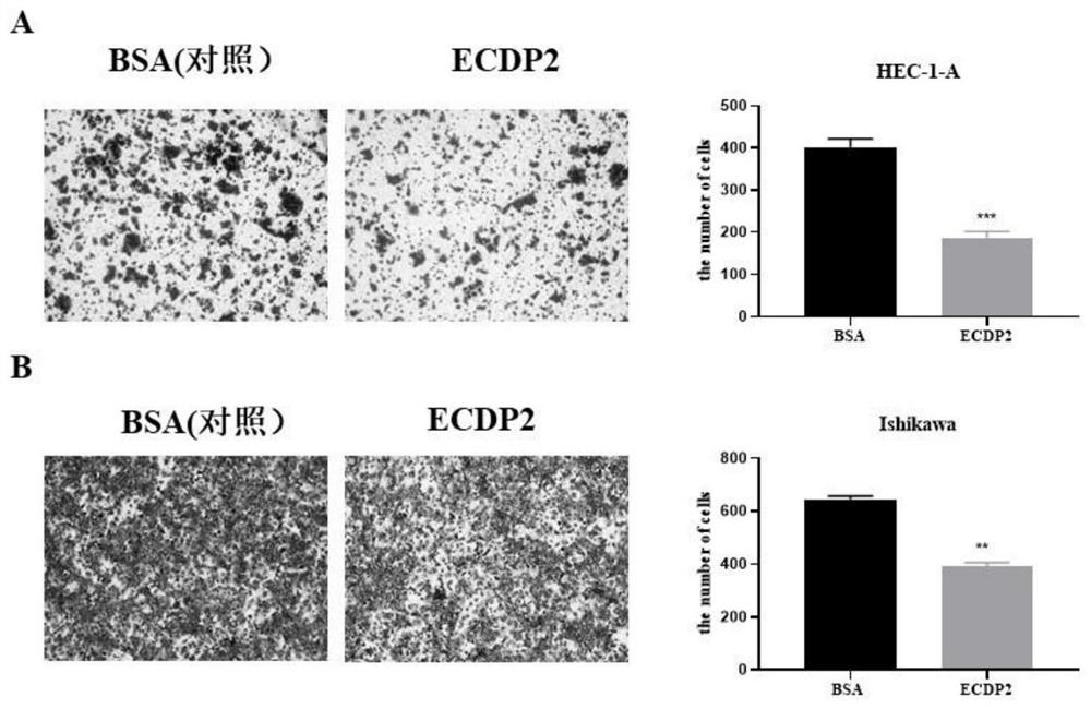Application of endogenous polypeptide in preparation of targeted drug for prevention or treatment of endometrial cancer