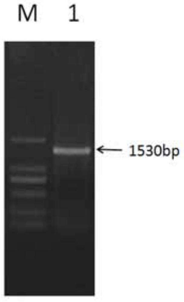 Application of soybean bHLH transcription factor GmPIF1 gene in promoting isoflavone synthesis