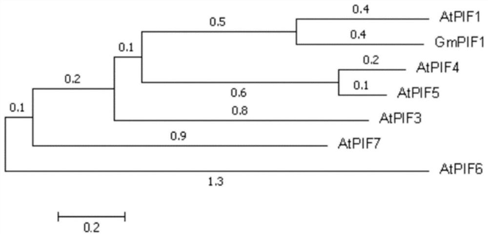 Application of soybean bHLH transcription factor GmPIF1 gene in promoting isoflavone synthesis