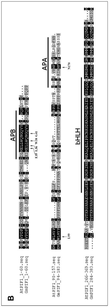 Application of soybean bHLH transcription factor GmPIF1 gene in promoting isoflavone synthesis