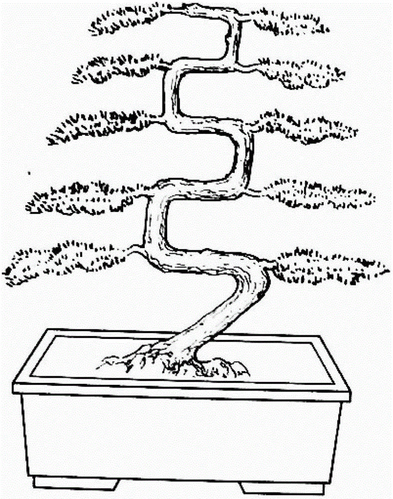 A method of cultivating and cultivating the trunk of the genus Lagerstroemia in a bow-like manner