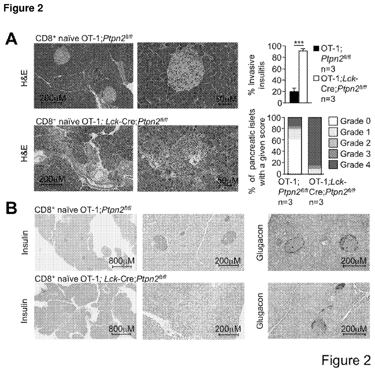 Method of producing leukocytes using ptpn2 inhibition for adoptive cell transfer