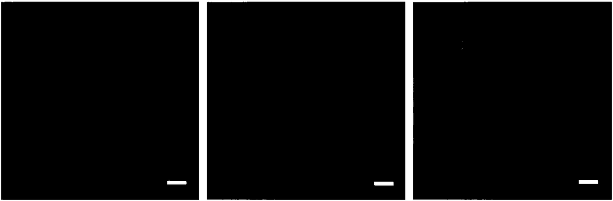 Porous plate with reagent-pre-storing micro-beads, preparation method and use method thereof