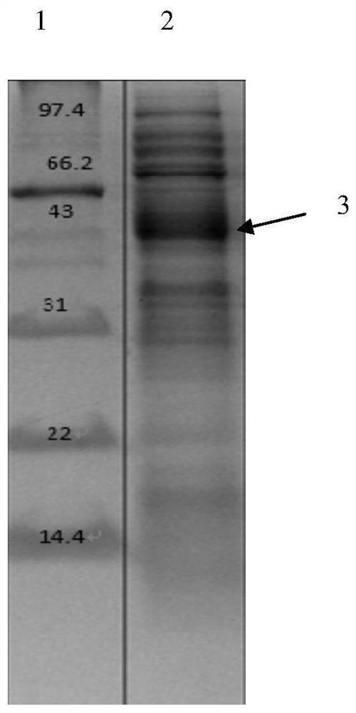 A kind of soluble human ige receptor protein truncated protein and its preparation method and application
