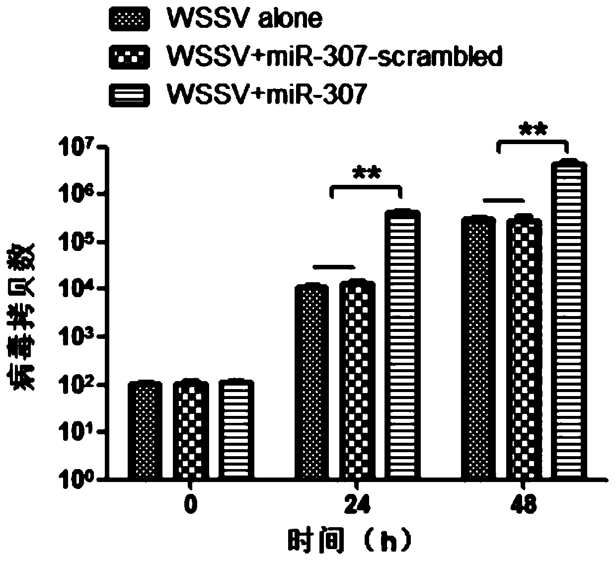Application of antisense nucleic acid AMO-miR-307 to preparation of preparation for resisting white spot syndrome viruses