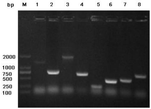 A kind of gene expression product blsj-3 of Brucella diagnostic marker function and preparation method thereof