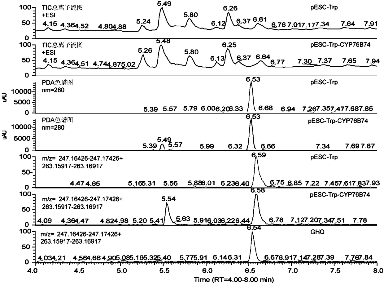 CYP76B74 protein participating in biological synthesis of alkannin as well as encoding gene and application thereof