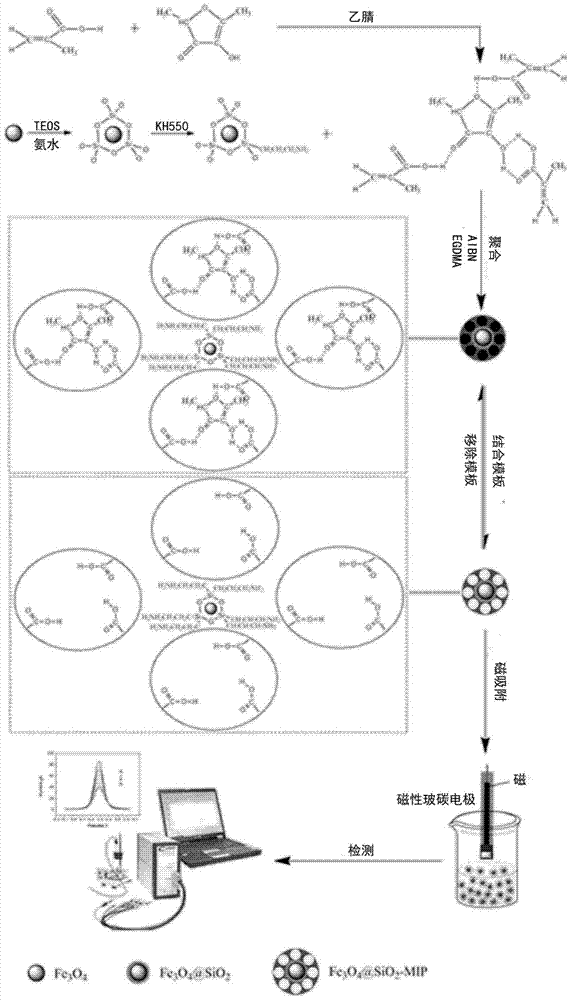 A Magnetic Molecularly Imprinted Sensor for Detecting Signal Molecules of Gram-negative Bacteria