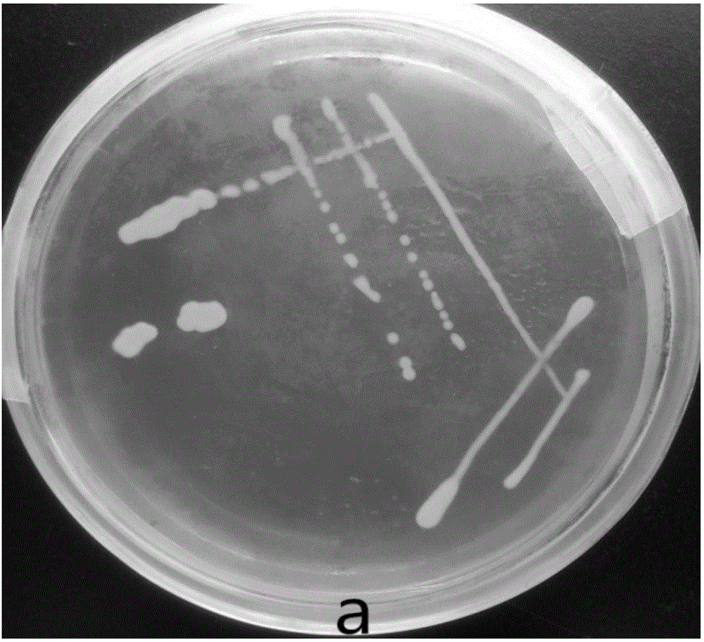 Exiguobacterium profundum having tolerance to vadaium and application of deep-sea exiguobacterium