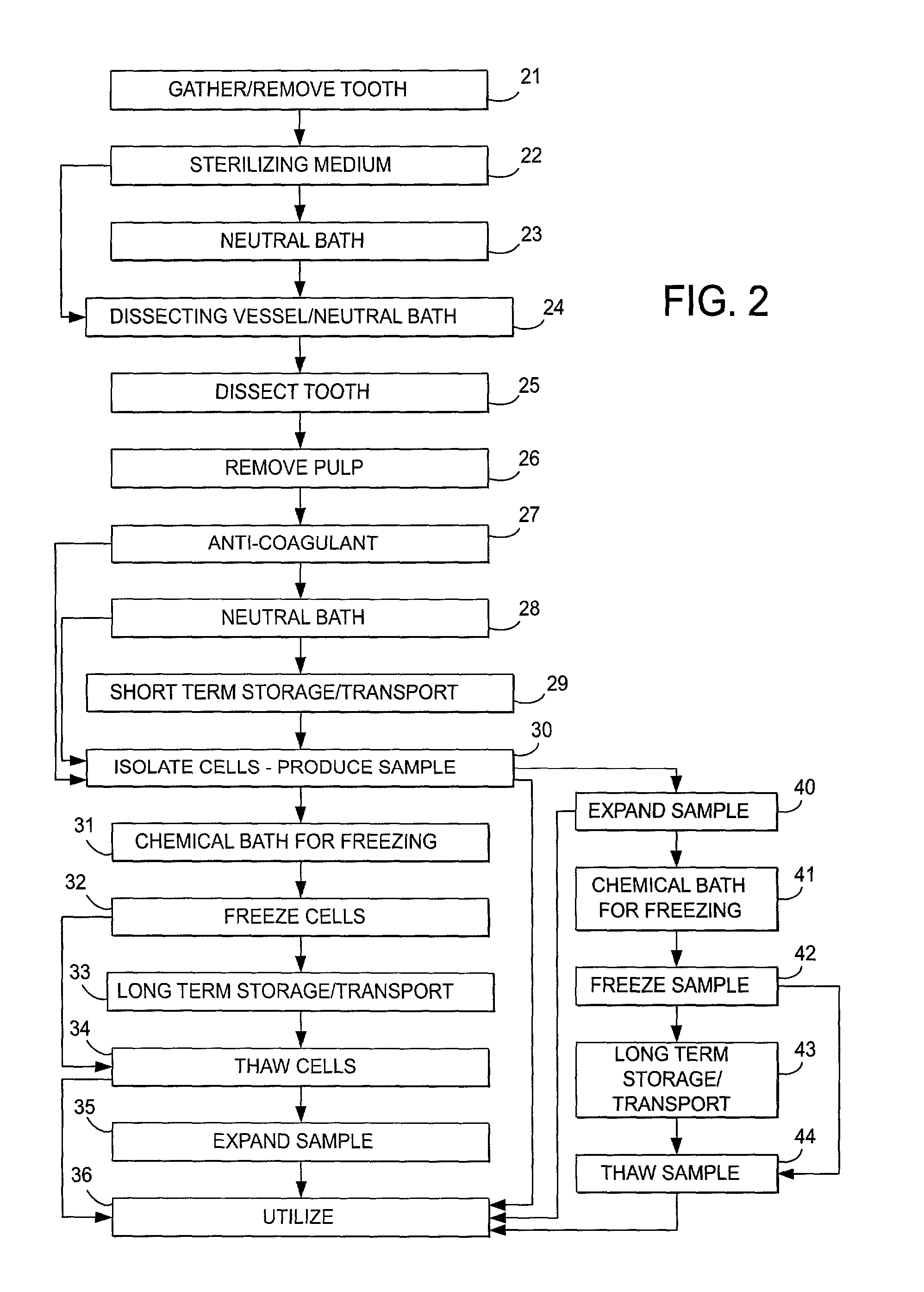 Stem cell and dental pulp harvesting method and apparatus