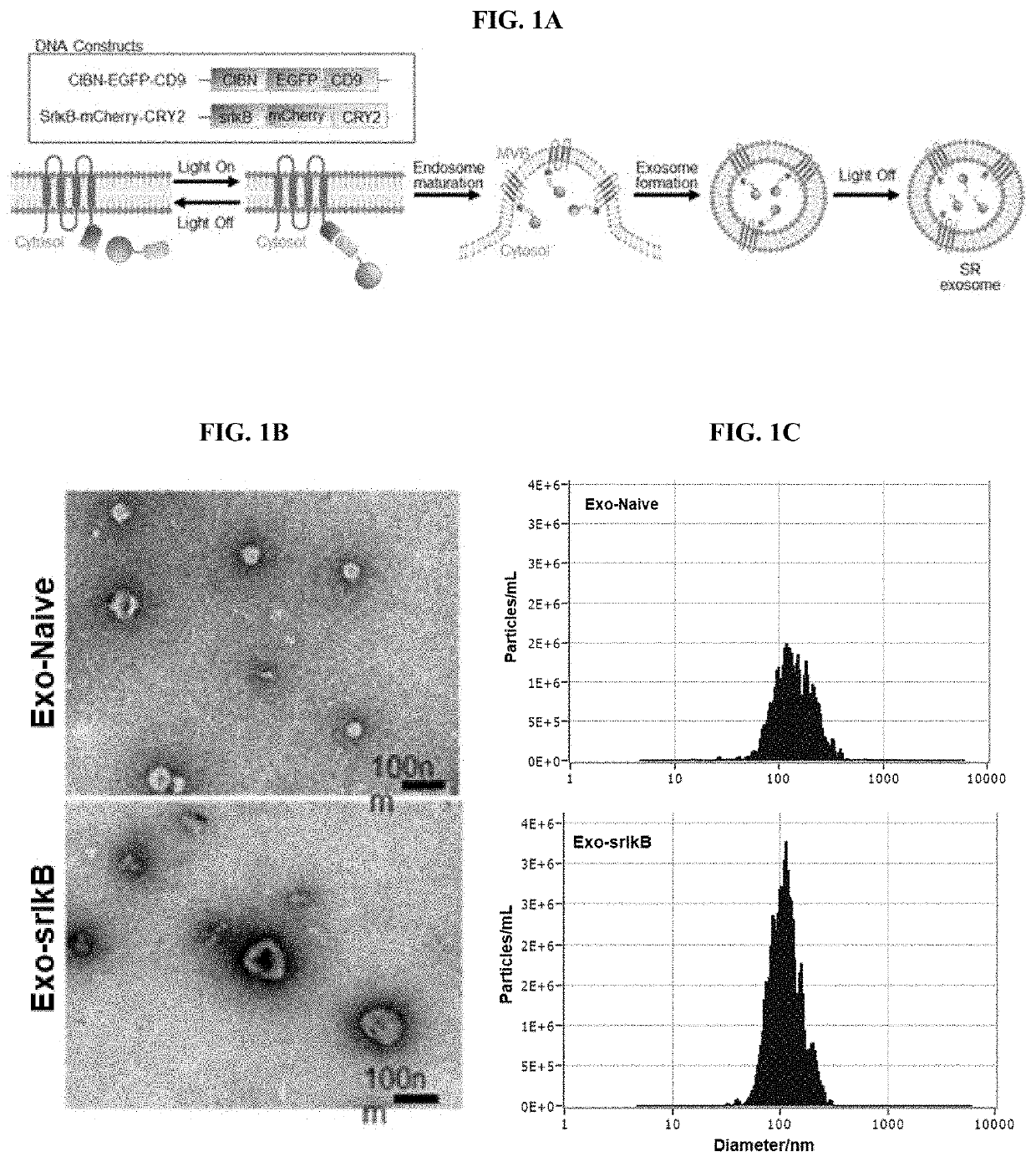 COMPOSITIONS CONTAINING EXOSOME CARRYING NF-kB INHIBITORS AND METHODS OF USING THEREOF