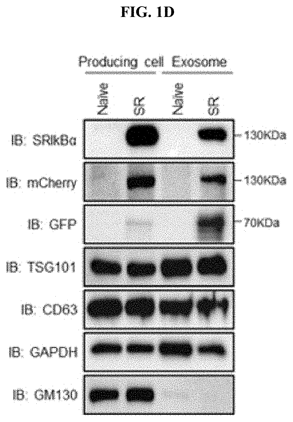 COMPOSITIONS CONTAINING EXOSOME CARRYING NF-kB INHIBITORS AND METHODS OF USING THEREOF