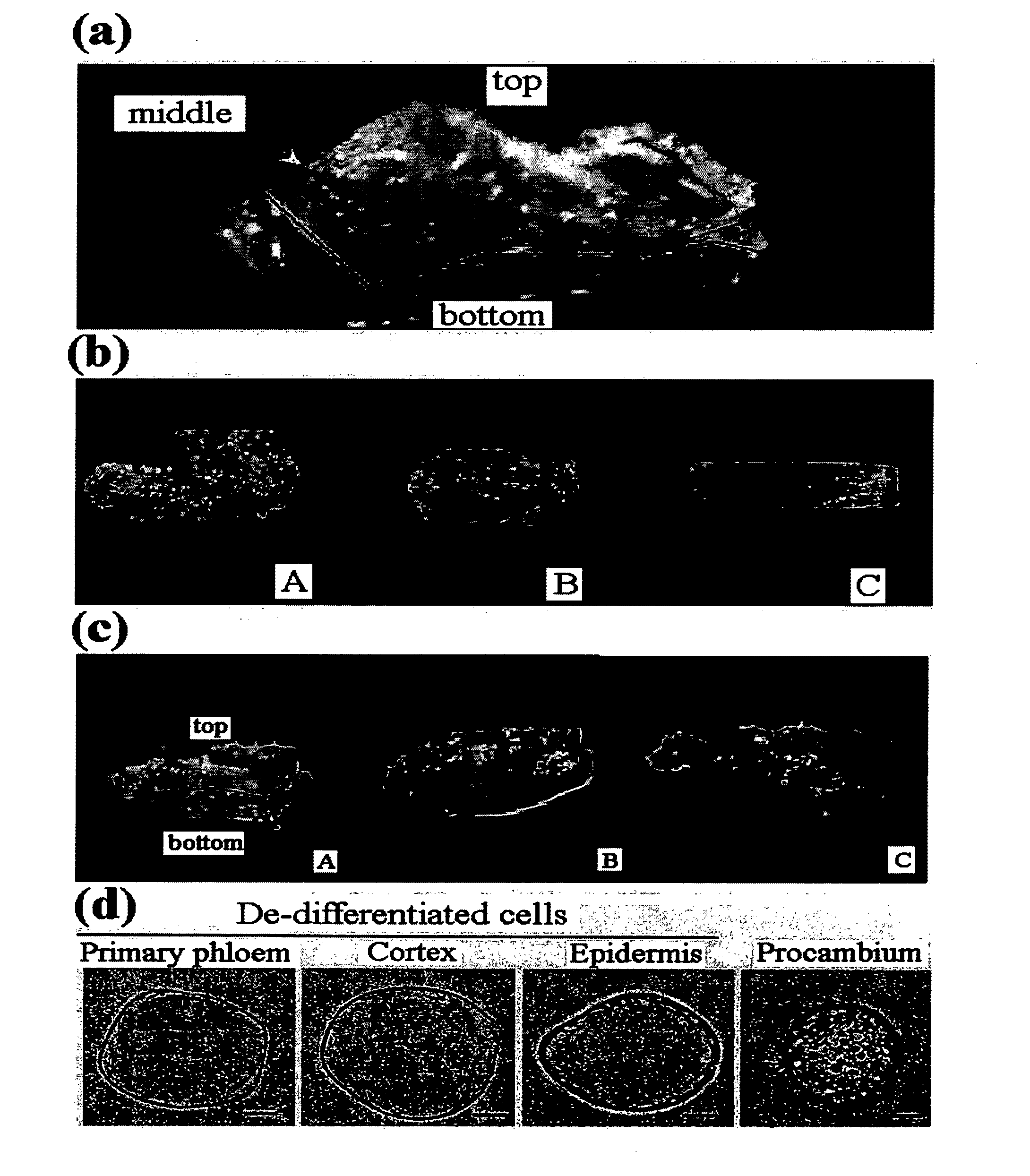 Anticancer composition comprising plant stem cell line derived from taxus cambium or procambium