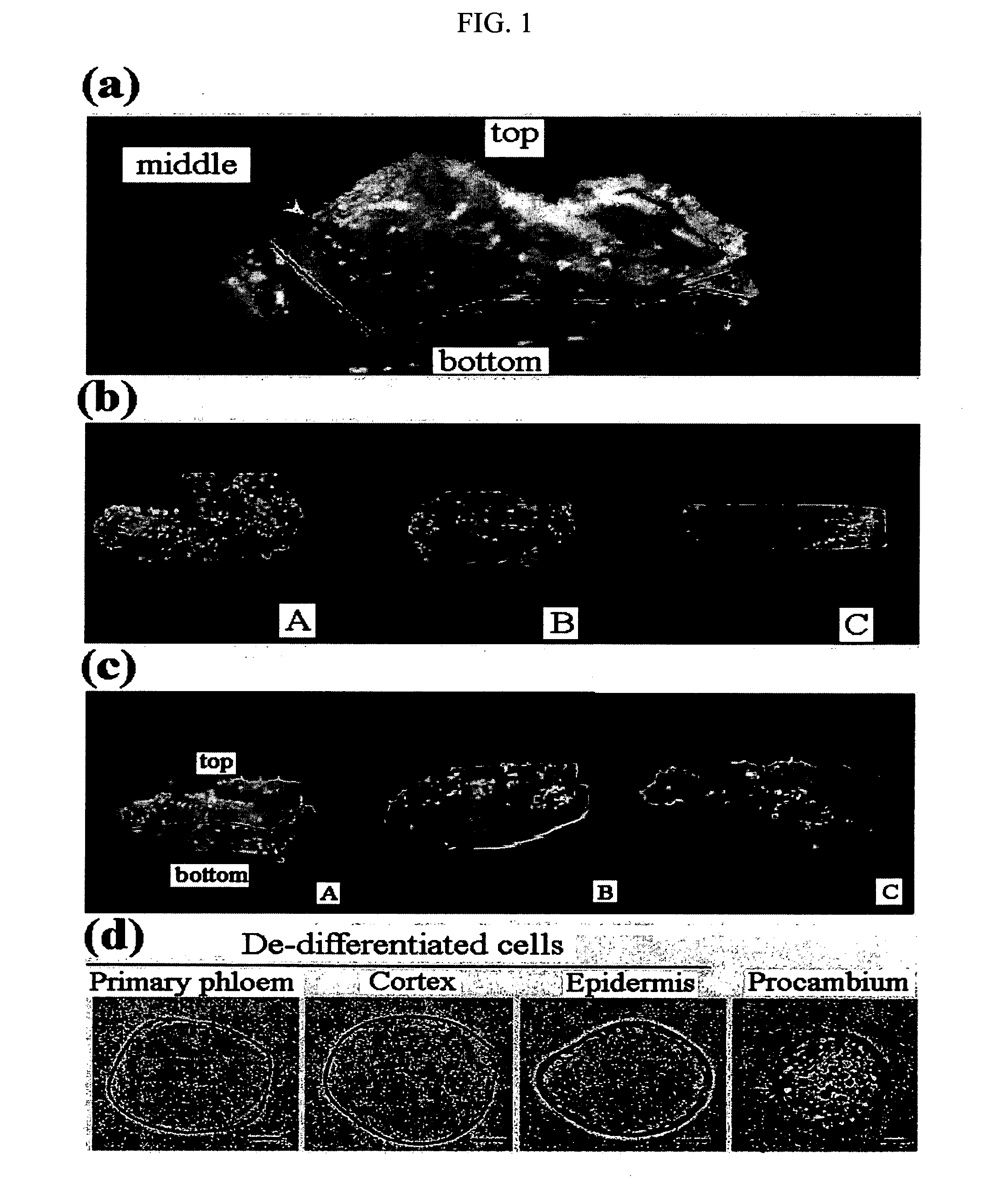 Anticancer composition comprising plant stem cell line derived from taxus cambium or procambium