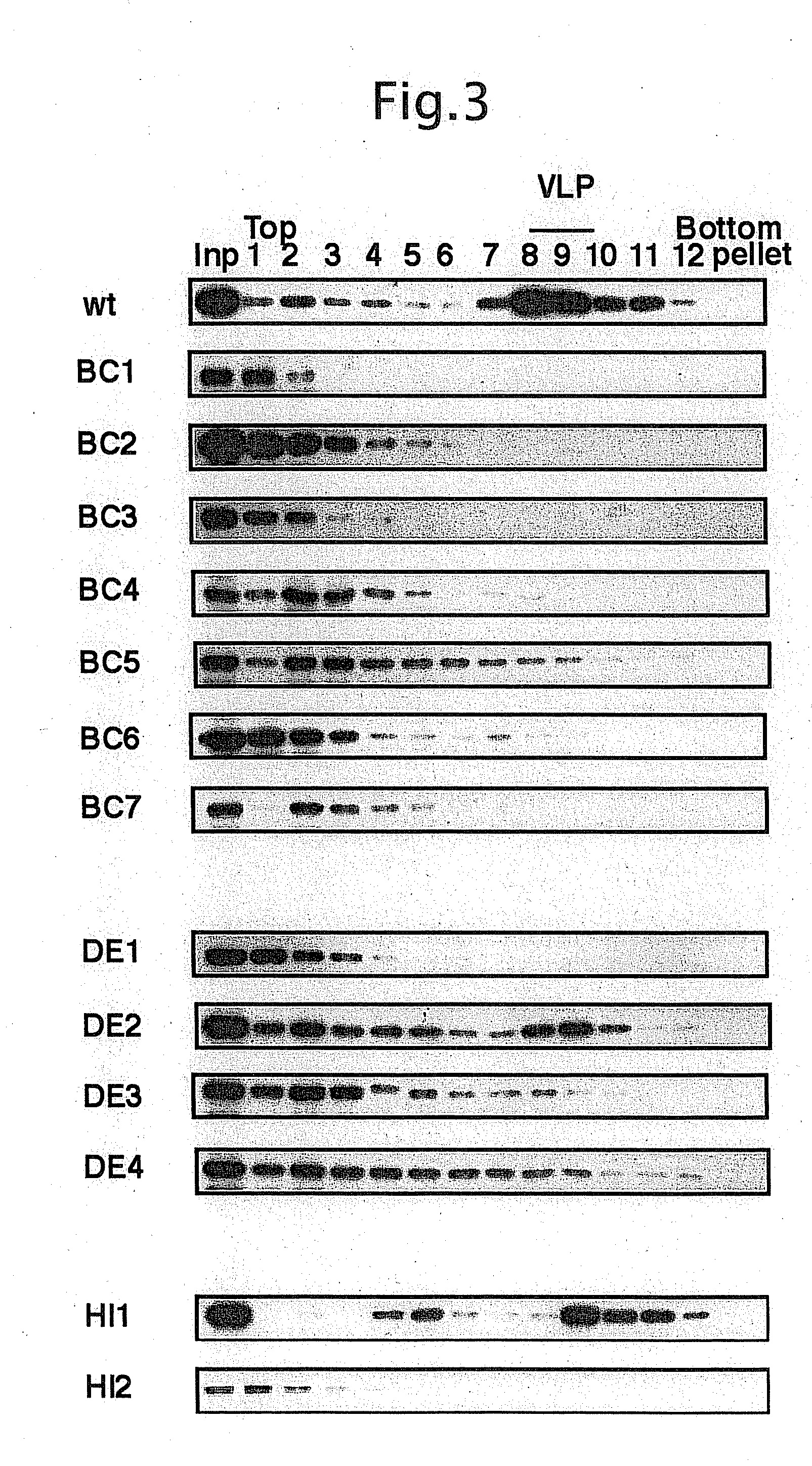 Altered virus capsid protein and use thereof