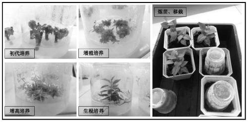 Tissue culture rapid propagation method of prunus cerasifera