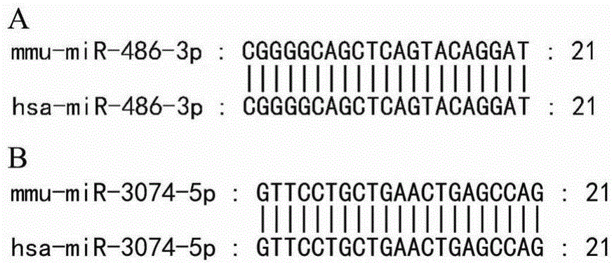 Recurrent spontaneous abortion relevant microRNA and applications thereof