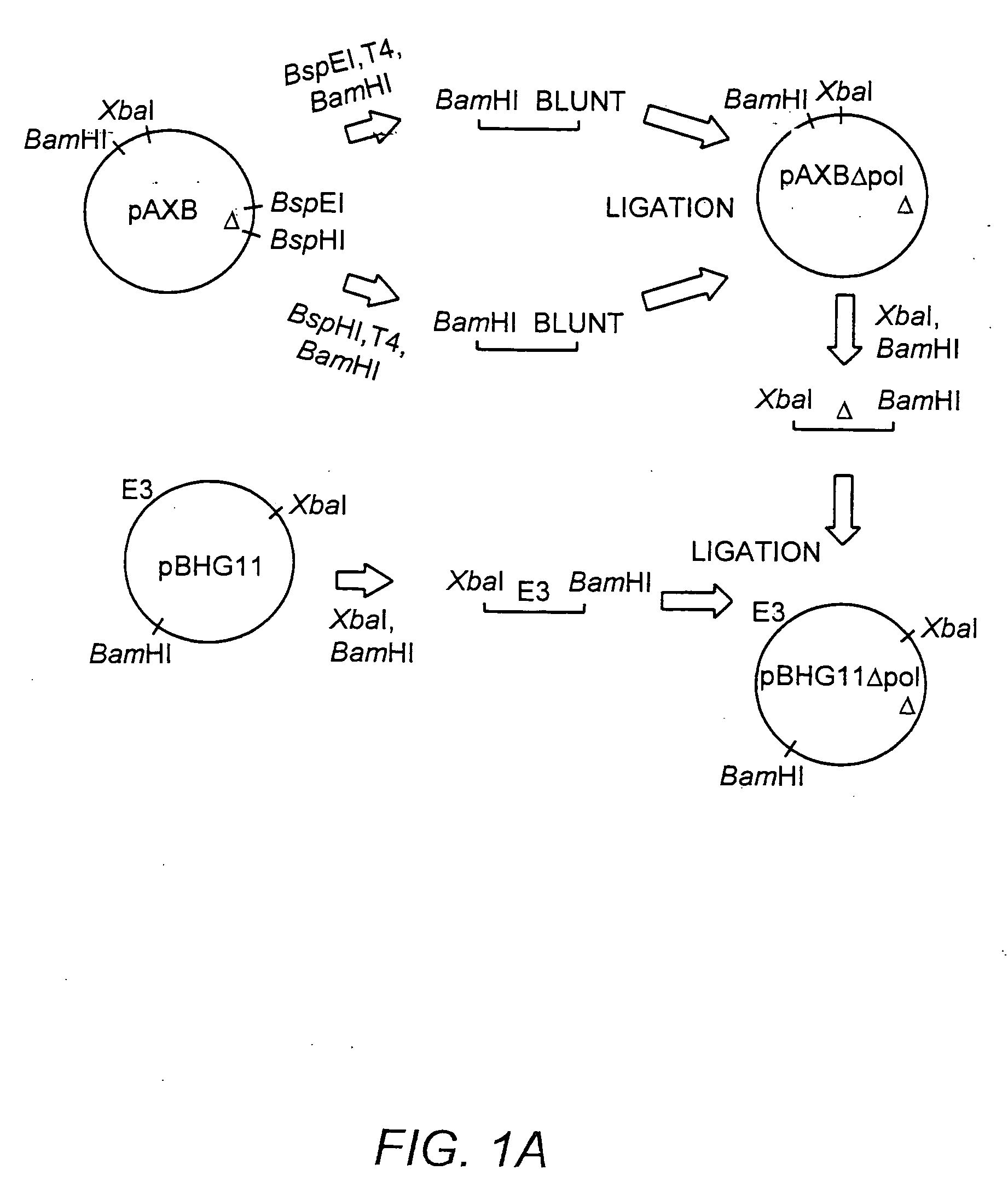 Deleted adenovirus vectors and methods of making and administering the same